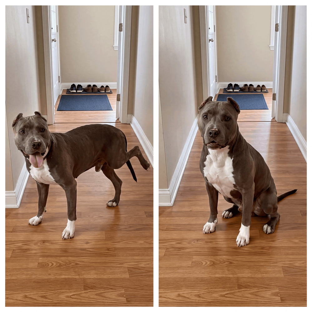 Nature's Paw reference: before and after photos of Marisol G.'s dog